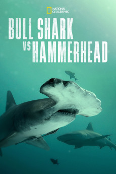 Bull Shark vs Hammerhead (2023) download