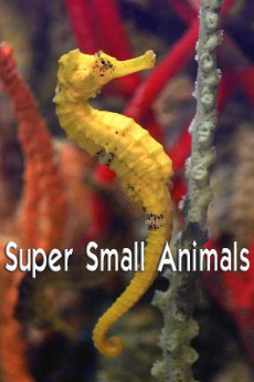Super Small Animals (2017) download