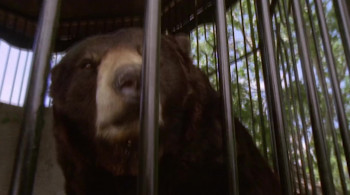 A Bear Named Winnie (2004) download