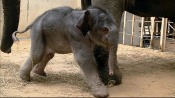 Baby New at the Zoo (2007) download