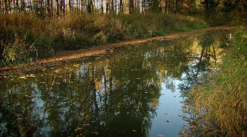 Bohemia: A Year in the Wetlands (2011) download