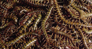 Centipede Horror (1982) download