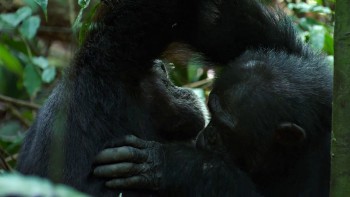 Chimpanzee (2012) download