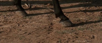 Cloud of Dust... Cry of Death... Sartana Is Coming (1970) download