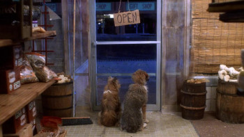 Pet Shop (1994) download