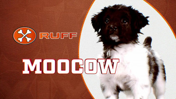 Puppy Bowl XIX (2023) download