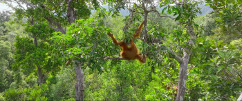 Secret Lives of Orangutans (2024) download