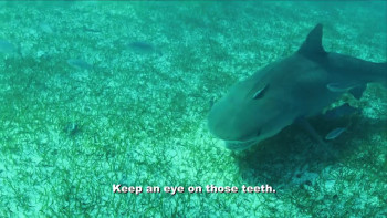 Shark Week Pig vs. Shark (2022) download