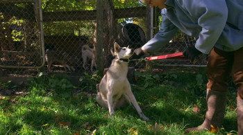 Sled Dogs (2016) download