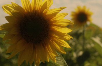 Sunflower (2023) download