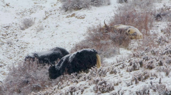 The Frozen Kingdom of the Snow Leopard (2020) download