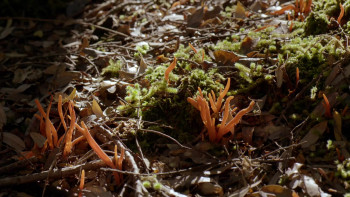 The Nature of Things The Kingdom: How Fungi Made Our World (2018) download