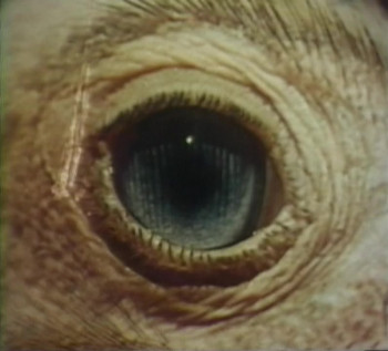 The Searching Eye (1964) download