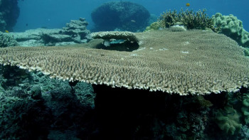 Unforgettable Journeys The Great Barrier Reef and North-East Australia: A Land of Natural Wonders (2009) download